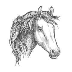 Horse head sketch of arabian mare