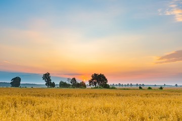 Misty morning landscape with cereal field under beautiful sky.