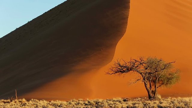 A single tree in front of a giant sand dune in Namibia. The wind can be seen blowing sand off the edge of the sand dune.