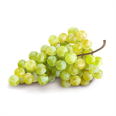 Ripe grape on white background. Vector illustration. 