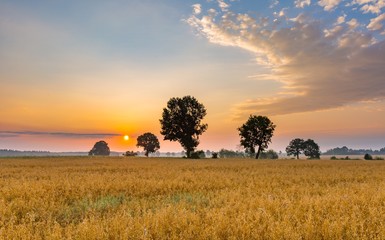 Obraz premium Misty morning landscape with cereal field under beautiful sky.