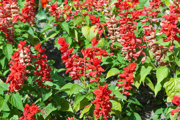 Salvia splendens (scarlet sage, tropical sage)