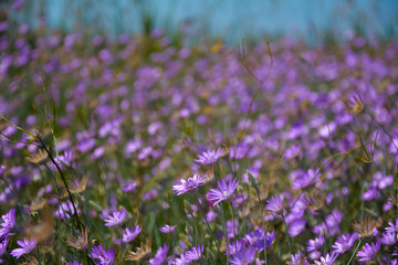 Сornflowers field with beautiful bokeh in the background