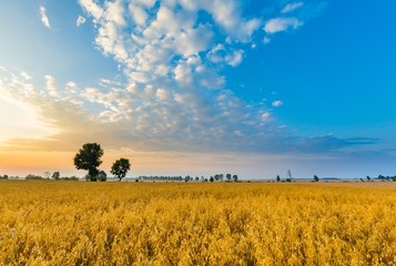 Obraz premium Misty morning landscape with cereal field under beautiful sky.