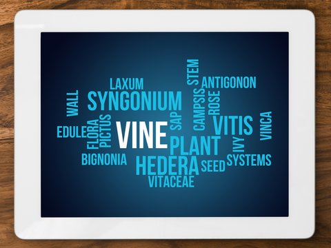 vine