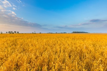 Misty morning landscape with cereal field under beautiful sky.