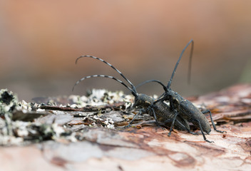 Mating Pine sawyers, Monochamus sutor on pine wood