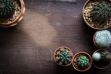 Cactus on wooden background with vintage filter and use to be background for text