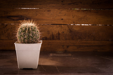 cactus on wood Still Life Natural  Cactus Plants on Vintage Wood Background Texture.