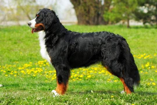 purebred dog Bernese mountain dog standing in show position in t