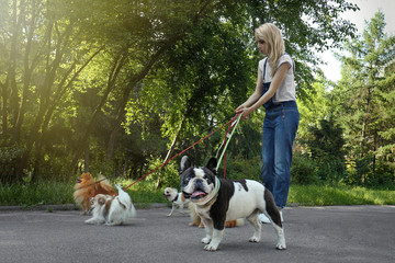 Naklejka na ściany i meble Woman walking dogs in park