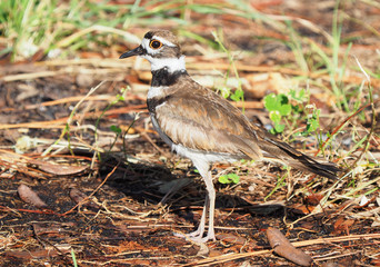 Adult Killdeer Blends In With It's Surroundings