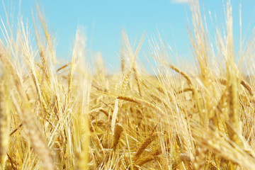 Fototapeta na wymiar Golden wheat on blue sky background
