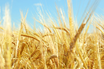 Golden wheat on blue sky background