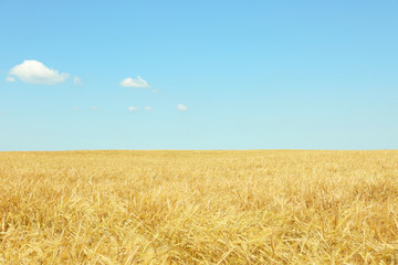 Golden wheat field on blue sky background