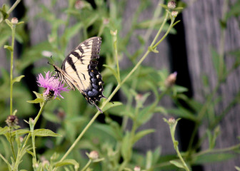 Swallowtail Alit on a Flower