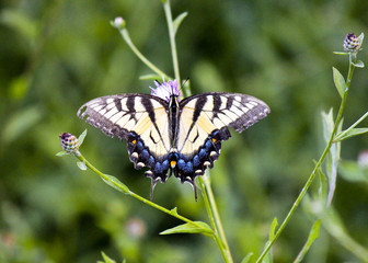 Eastern Tiger Swallowtail