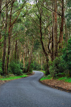 Australia Landscape : Winding Road to Otway National Park