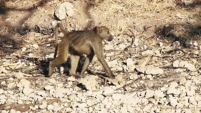 Slow motion shot of a baboon walking along a riverbank.