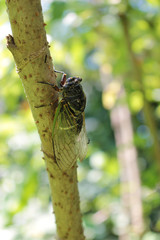 タラの木に留まるクマゼミ