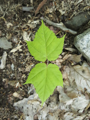 Young Green Maple Leaves