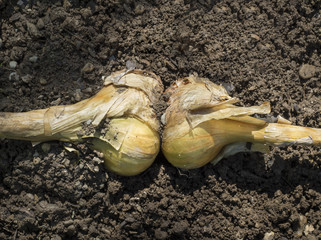 Two Yellow Onions in Garden Soil