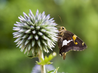 Silver-Spotted Skipper Butterfly