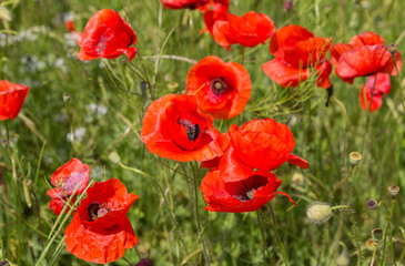 Obraz premium Blooming field of red poppies.