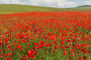 Blooming field of red poppies.