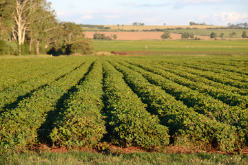 peanut crop growing in rich volcanic soil near Kingaroy, Australia