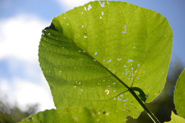watch out for these - stinging nettle tree leaves, Queensland, Australia