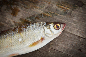 Dace fish on the wooden background