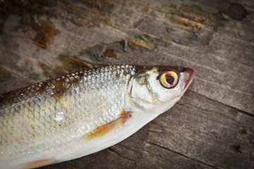 Dace fish on the wooden background