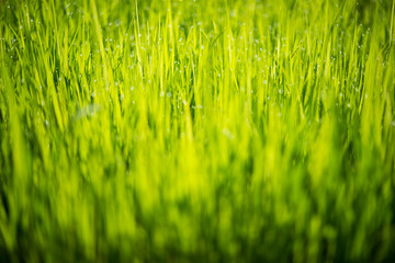 resh green rice seedlings. Bright summer. natural backgrounds