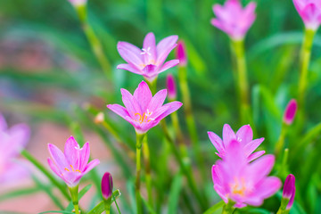 Selective focus Pink flower Zephyranthes grandiflora