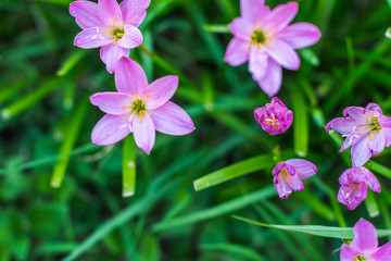 Fototapeta premium Selective focus Pink flower Zephyranthes grandiflora