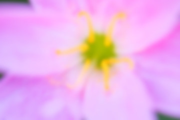 Closup Blur Pink flower Zephyranthes grandiflora