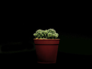 Cactus in a flowerpot and black background
