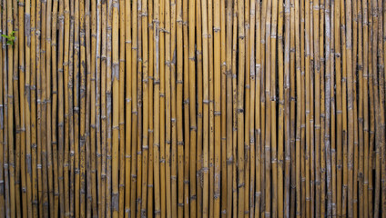 Bamboo fence background and light from top