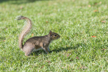 Squirrel Staring, Winter Park, Orlando, Florida