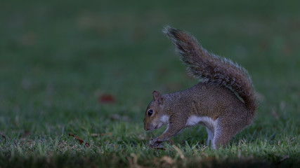 Obraz premium Squirrel Burying a Nut, Winter Park, Orlando, Florida