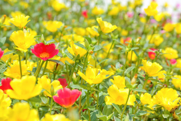Obraz premium selective focus red portulaca grandiflora flower in garden. flow