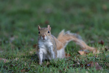 Squirrel Staring, Winter Park, Orlando, Florida