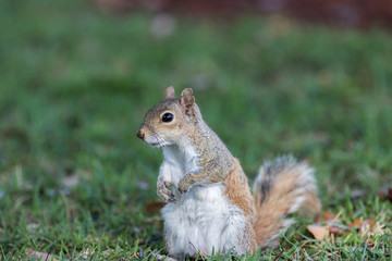 Naklejka na ściany i meble Squirrel Staring, Winter Park, Orlando, Florida