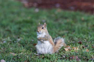 Squirrel Staring, Winter Park, Orlando, Florida