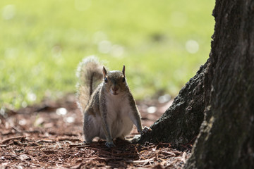 Squirrel Next to a Tree, Winter Park, Orlando, Florida