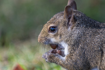 Squirrel Eating a Nut, Winter Park, Orlando, Florida