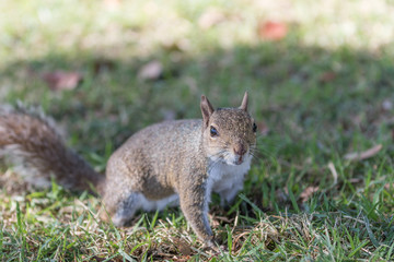 Squirrel Staring, Winter Park, Orlando, Florida