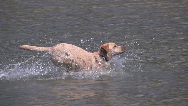 Slow Motion shot of a dog running through shallow water.