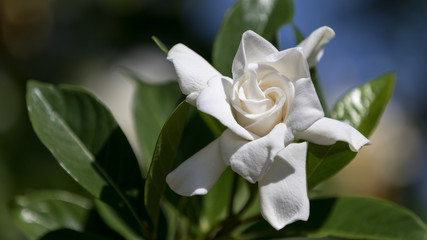 Gardenia, Winter Park, Orlando, Florida